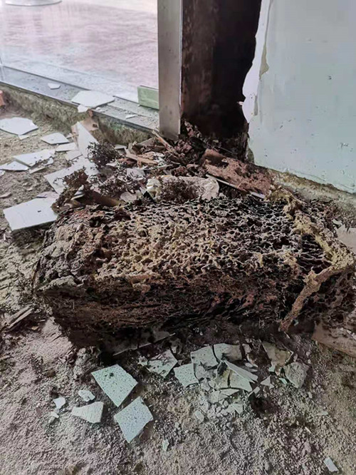 白蚁防治
